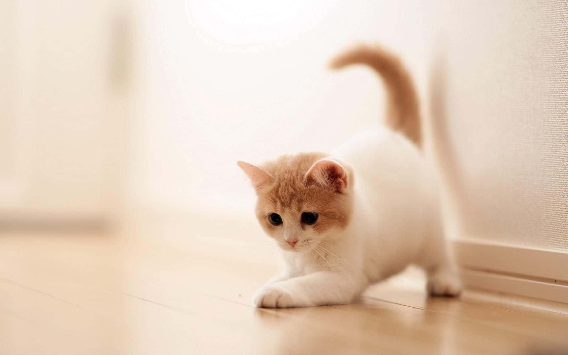 Beautiful Cats 桌布 壁紙 — 一隻毛茸茸嘅奶油色同白色小貓警覺咁蹲喺木地板上面，附近有個明亮嘅窗。