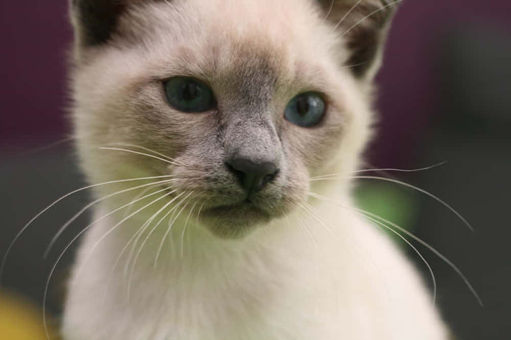 Thai Blue Cat 桌布 壁紙 — 一隻毛茸茸嘅忌廉色小貓，有搶眼嘅藍色眼睛同深色耳朵，溫柔咁望住鏡頭嘅特寫。