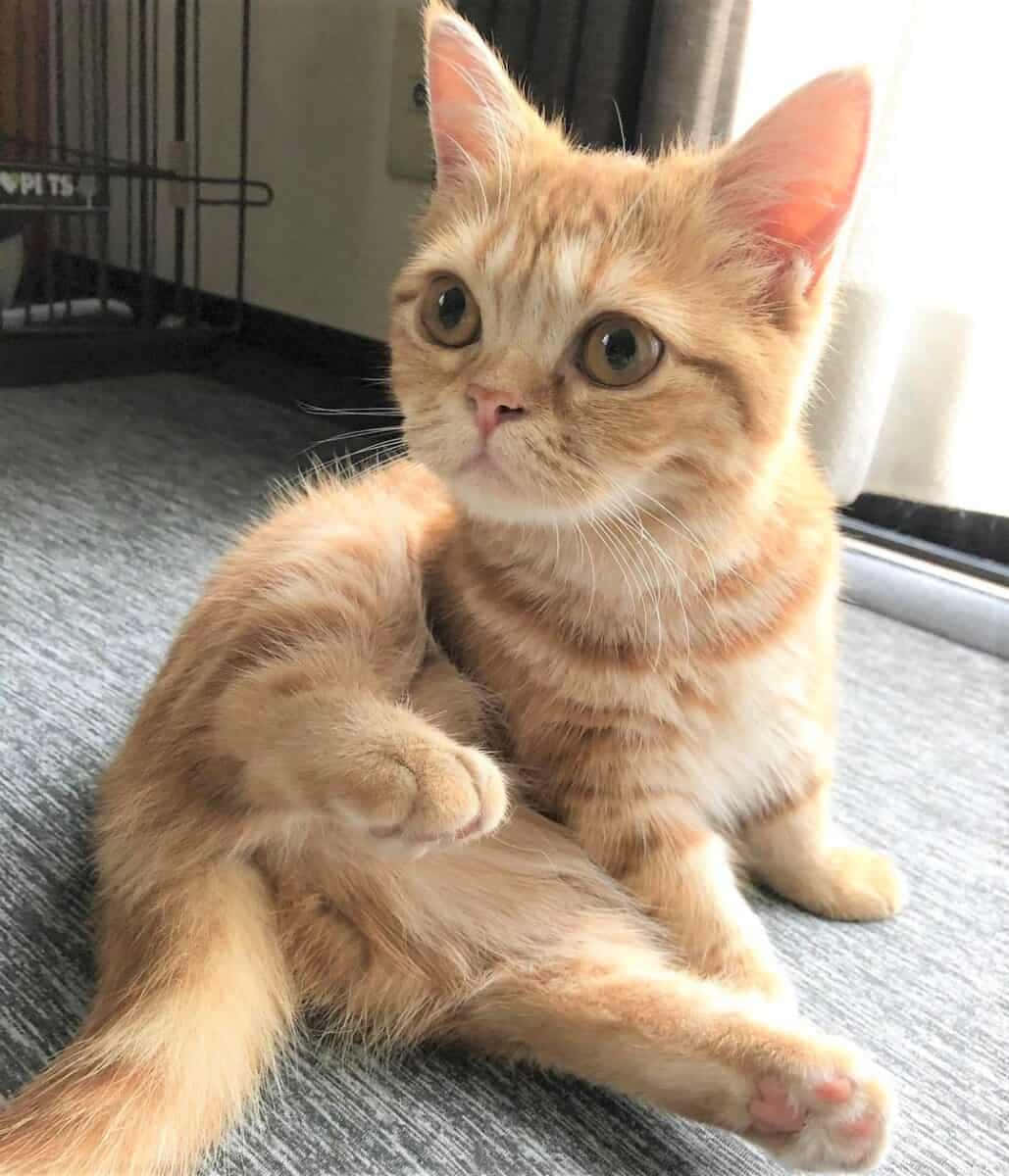 Munchkin Cat 桌布 壁紙 — 一隻毛茸茸嘅橙色虎斑小貓坐喺灰色地毯上，抬起頭，睜大好奇嘅眼睛，舉起一隻爪。