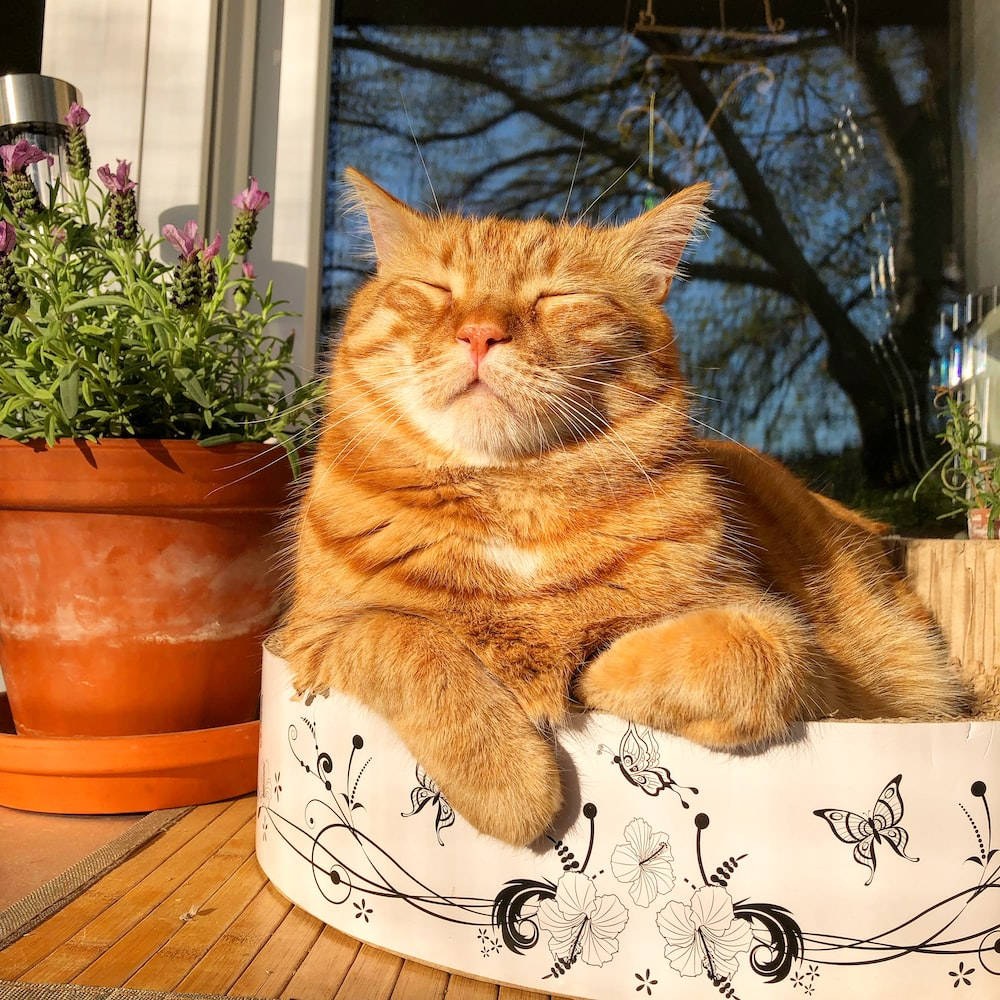 Cute Cat Aesthetic 桌布 壁紙 — 一隻毛茸茸嘅橙色虎斑貓喺一個蝴蝶圖案嘅盒仔入面，喺陽光普照嘅木甲板上，喺一盆薰衣草旁邊，幸福咁瞓緊覺。