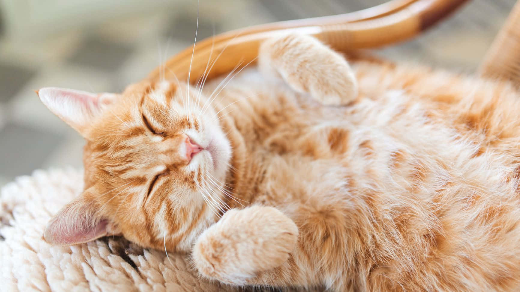 Contentment 桌布 壁紙 — 一隻毛茸茸嘅橙色虎斑貓喺柔軟有質感嘅毯上仰臥，舉起爪仔，幸福咁瞓覺。