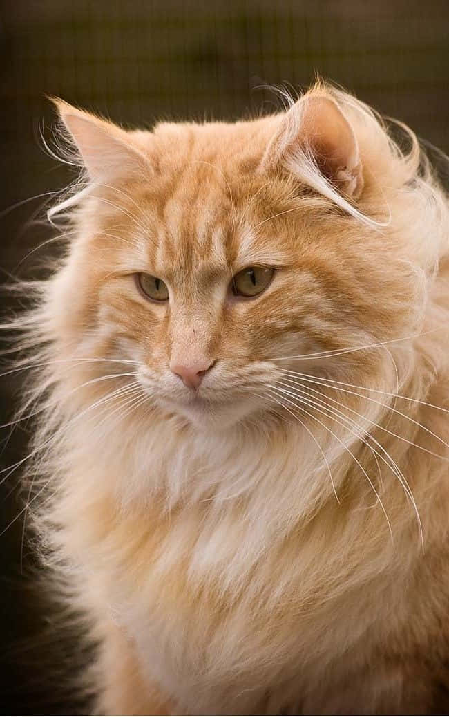Norwegian Forest Cat 桌布 壁紙 — 一隻毛茸茸嘅橙色虎斑貓嘅特寫，佢有對強烈嘅綠色眼睛，直視鏡頭。