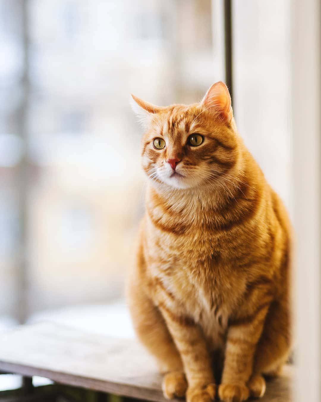 Tabby Cat 桌布 壁紙 — 一隻毛茸茸嘅橙色虎斑貓威風凜凜咁坐喺窗台上，用明亮嘅綠色眼睛專注咁凝視，柔和嘅日光照亮佢嘅毛髮。