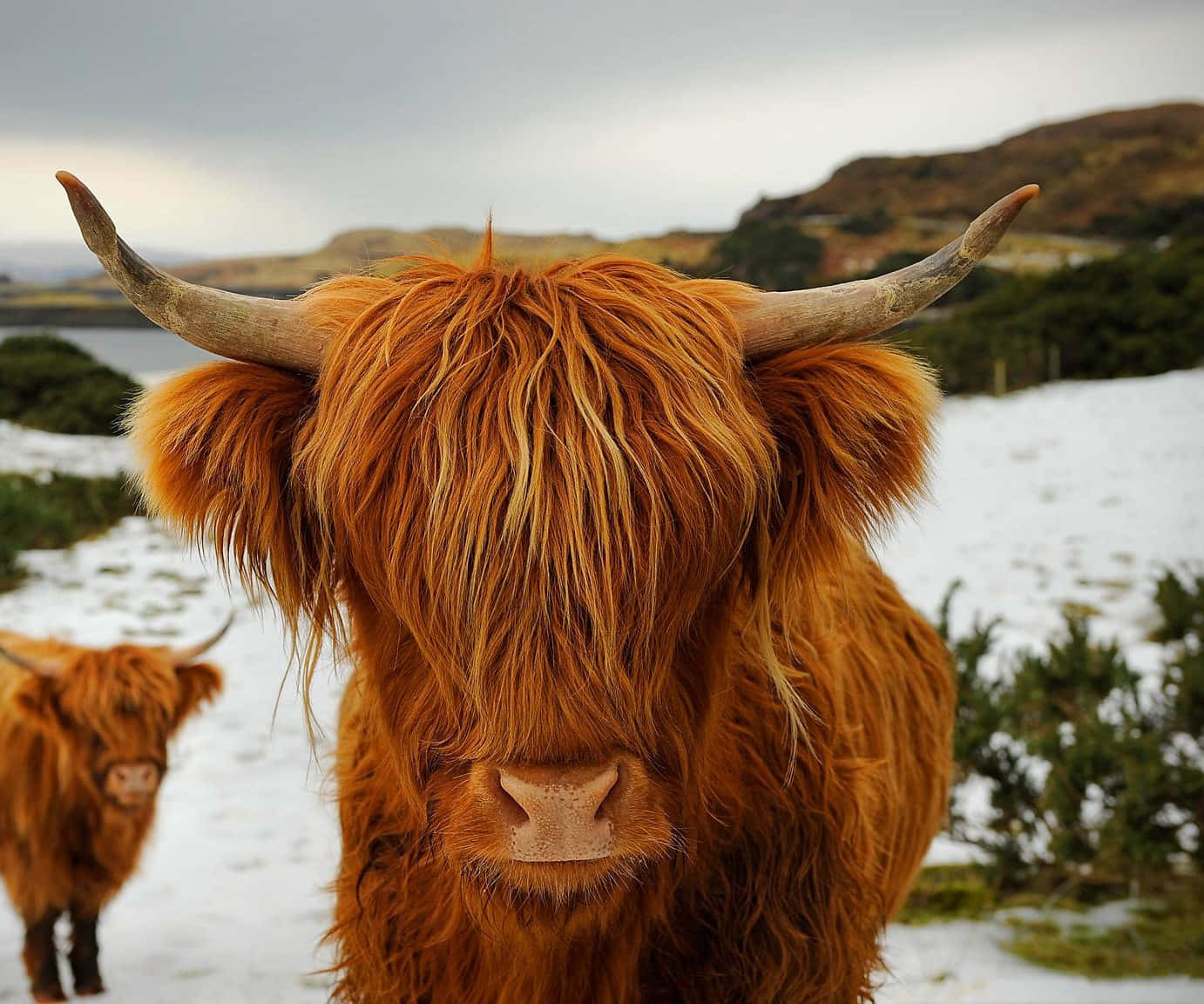 Highland Cow 桌布 壁紙 — 一隻毛茸茸嘅橙色高地牛，有彎曲嘅角，喺雪地入面直視鏡頭，背景有另一隻牛。