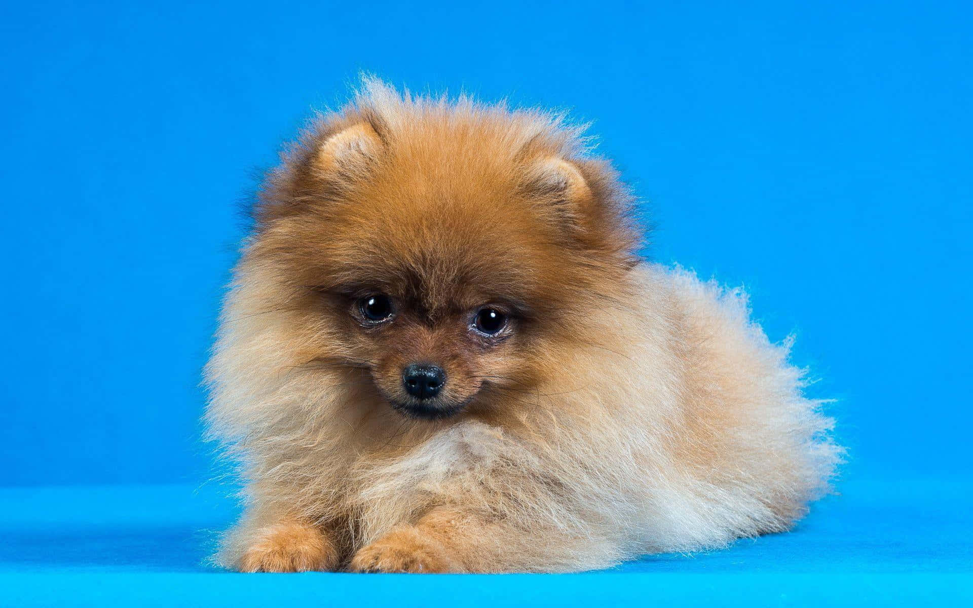 Pomeranian 桌布 壁紙 — 一隻毛茸茸嘅淺褐色博美犬BB，有深色眼睛，平靜咁躺喺充滿活力嘅藍色攝影棚背景前。
