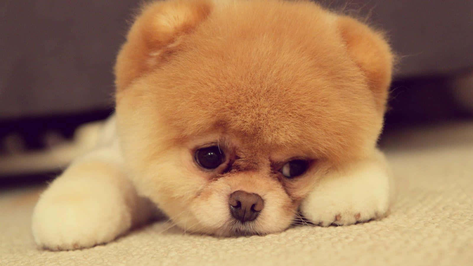 Pomeranian 桌布 壁紙 — 一隻毛茸茸嘅淺褐色博美犬BB，有對大而憂傷嘅眼睛，將頭枕喺前爪上，躺喺米色地毯上。