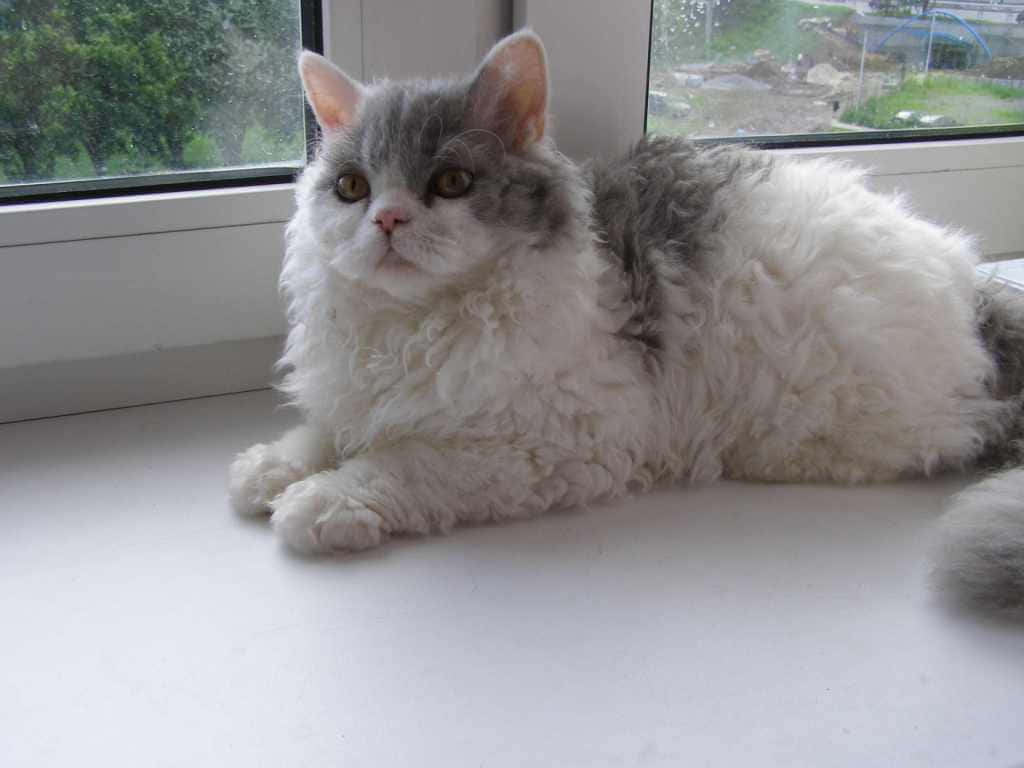 Selkirk Rex 桌布 壁紙 — 一隻毛茸茸嘅灰白色大眼貓咪喺窗台上休息，望住外面嘅綠色樹木。