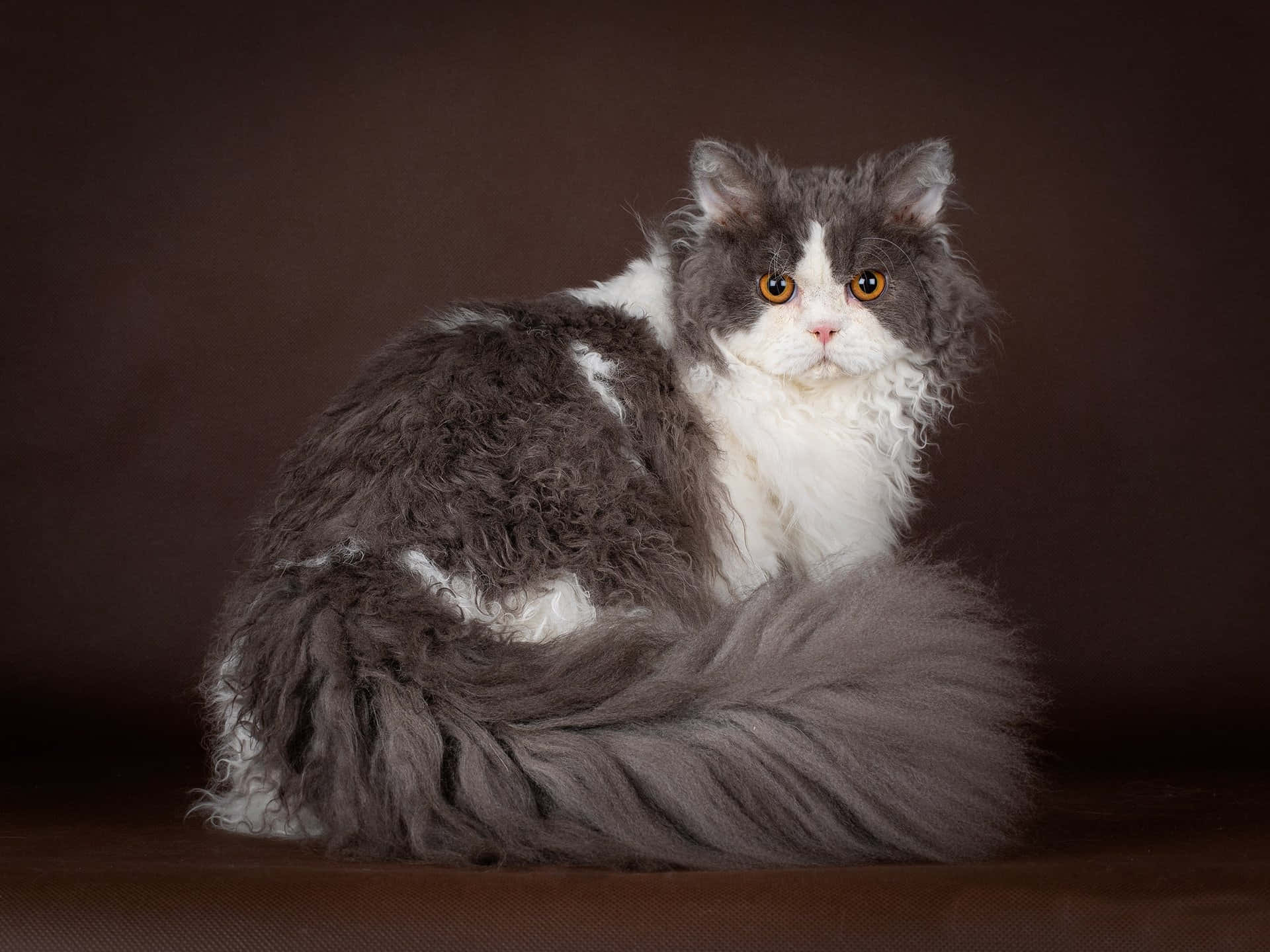 Selkirk Rex 桌布 壁紙 — 一隻毛茸茸嘅灰白色貓，有明亮嘅橙色眼睛，威嚴咁坐喺深棕色背景前面。