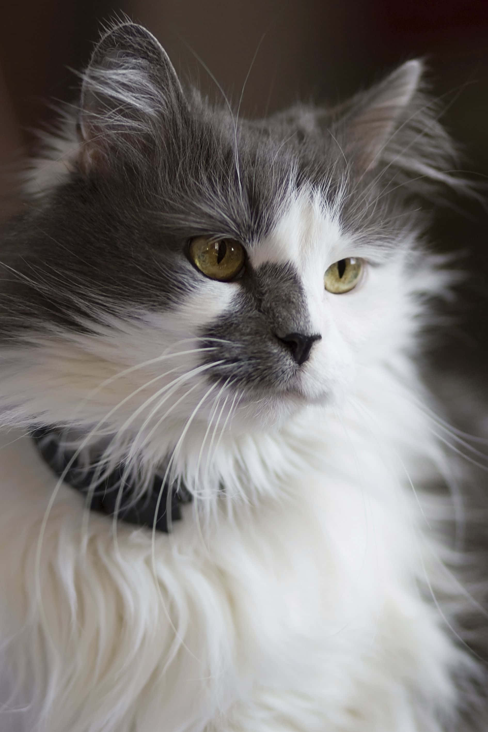 Turkish Angora 桌布 壁紙 — 一隻毛茸茸嘅灰白色貓咪，擁有引人注目嘅綠色眼睛，若有所思咁凝視嘅特寫。