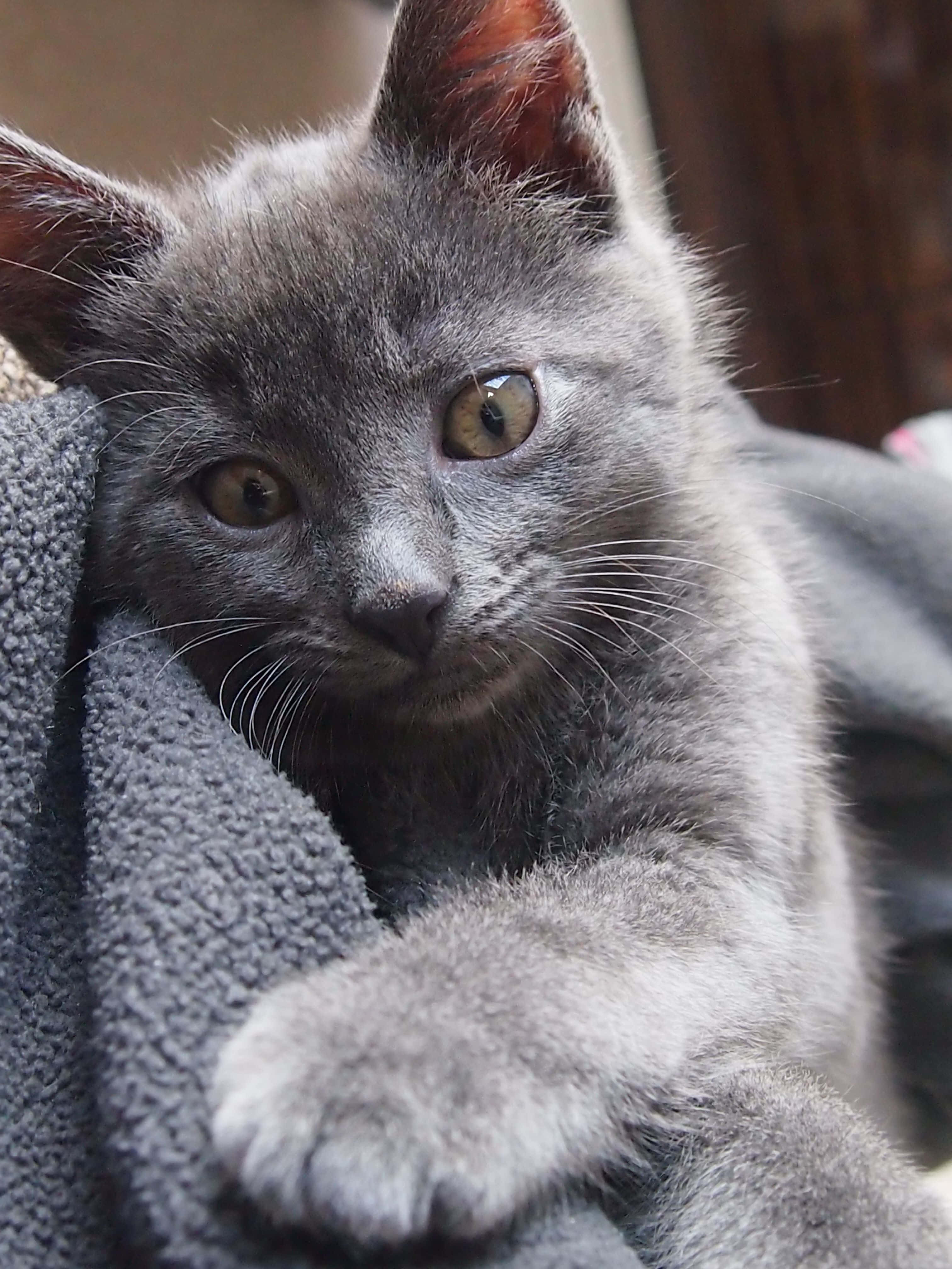 Chartreux 桌布 壁紙 — 一隻毛茸茸嘅灰色小貓，有琥珀色嘅眼睛，喺灰色嘅毯子上休息，直視鏡頭嘅特寫。