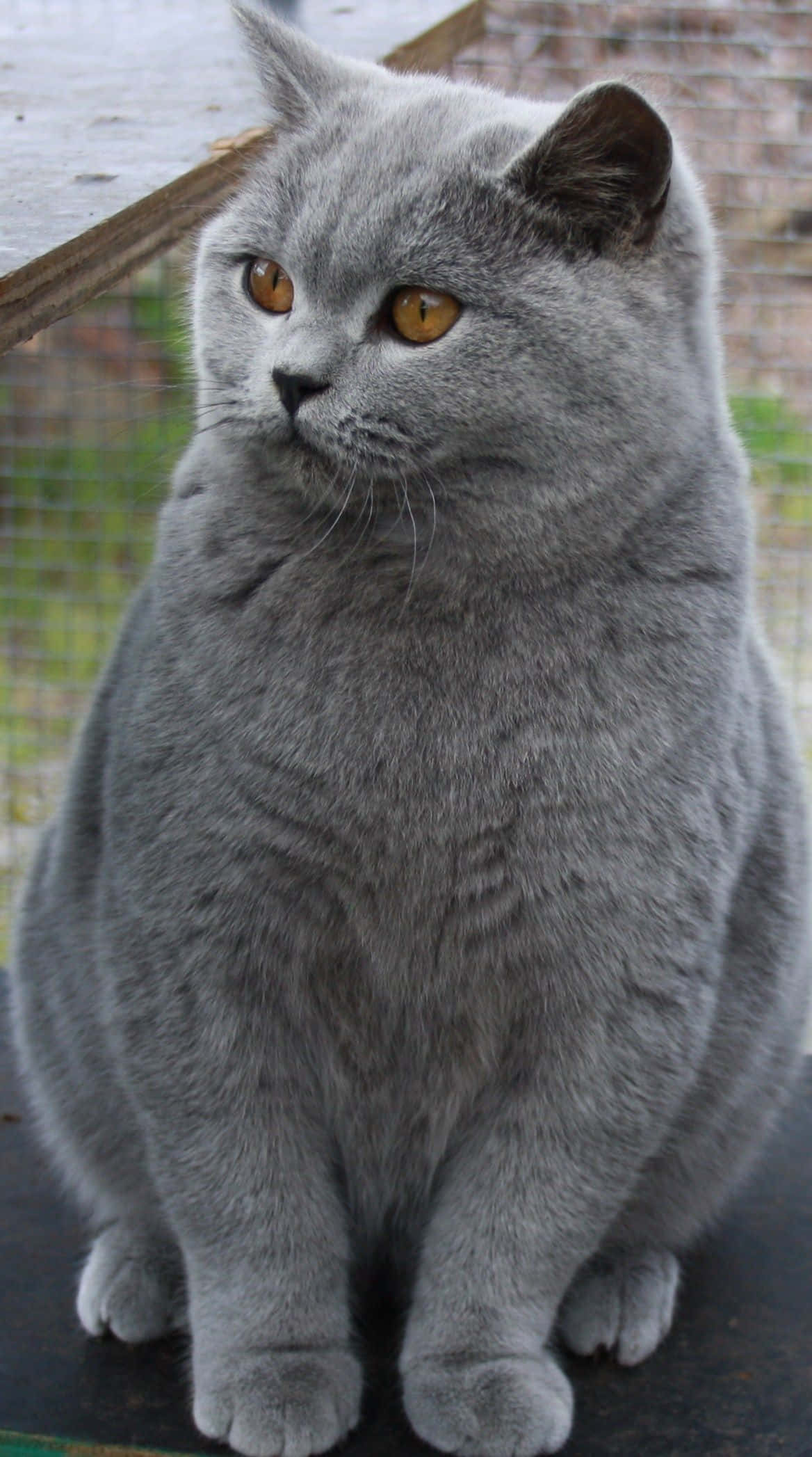 Chartreux 桌布 壁紙 — 一隻毛茸茸嘅灰色英國短毛貓，有搶眼嘅琥珀色眼睛，喺室外嘅深色表面上平靜咁坐低。