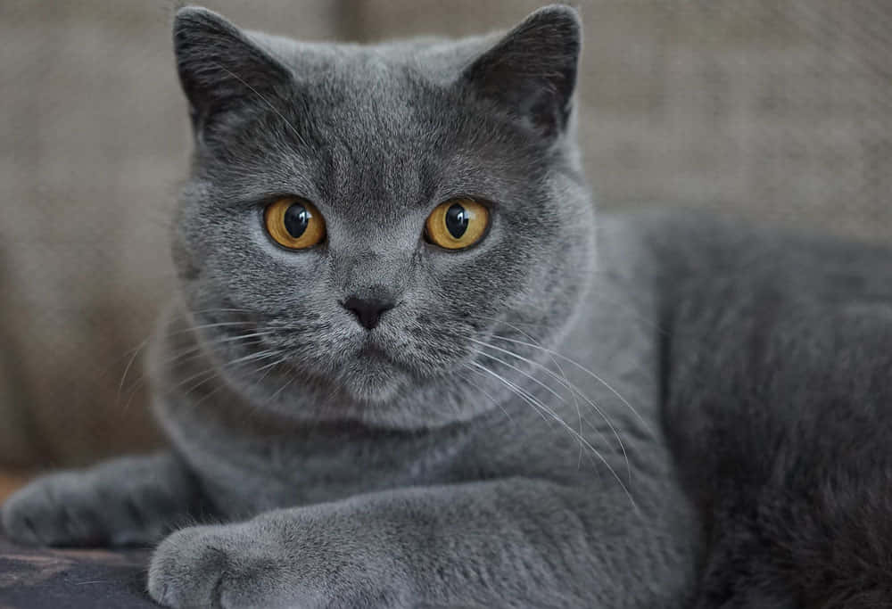 Chartreux 桌布 壁紙 — 一隻毛茸茸嘅灰色英國短毛貓嘅特寫，佢有對搶眼嘅琥珀色眼睛直視鏡頭。
