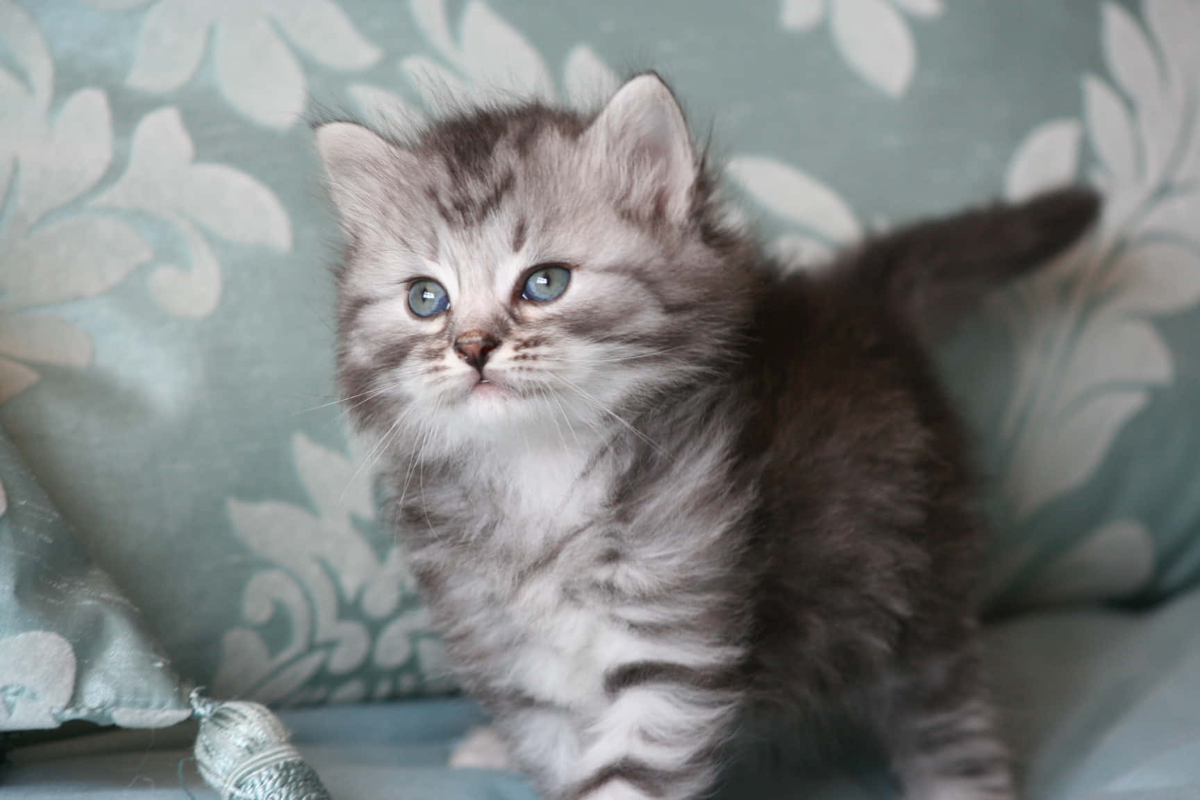 Siberian Cat 桌布 壁紙 — 一隻毛茸茸嘅灰色虎斑小貓，有明亮嘅藍眼睛，警覺咁坐喺有圖案嘅青綠色咕𠱸上。