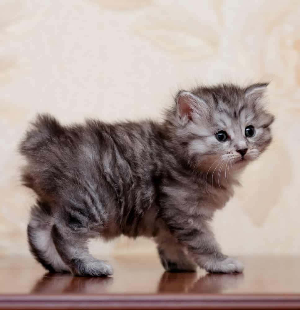 Kurilian Bobtail 桌布 壁紙 — 一隻毛茸茸嘅灰色虎斑小貓企喺木質表面上，背景係柔和嘅米色牆紙。