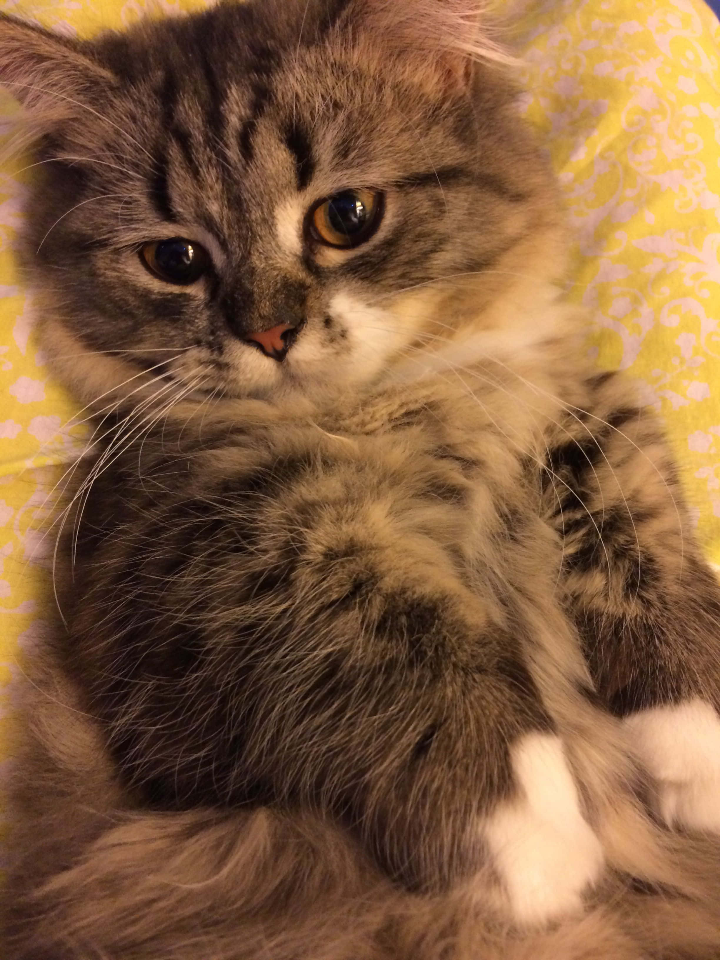Napoleon Cat 桌布 壁紙 — 一隻毛茸茸嘅灰色虎斑貓，擁有一對引人注目嘅琥珀色眼睛，正滿足咁躺喺一張黃色圖案毛氈上。