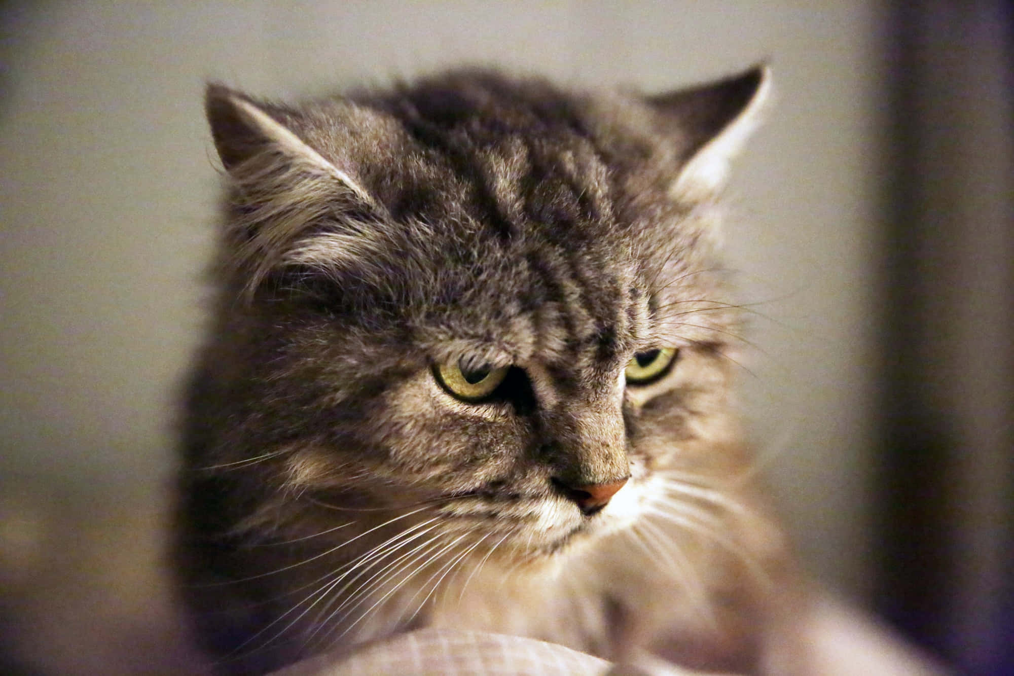 Tabby Cat 桌布 壁紙 — 一隻毛茸茸嘅灰色虎斑貓，綠色眼睛，表情嚴肅咁向下望嘅特寫。