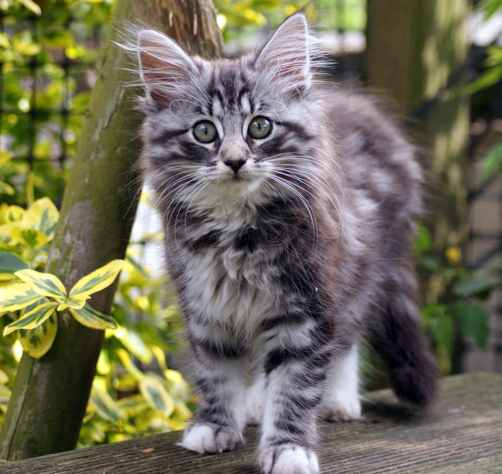Norwegian Forest Cat 桌布 壁紙 — 一隻毛茸茸嘅灰色虎斑貓仔，有明亮嘅綠色眼睛，警覺咁企喺木籬笆上面，周圍係綠色嘅樹葉。