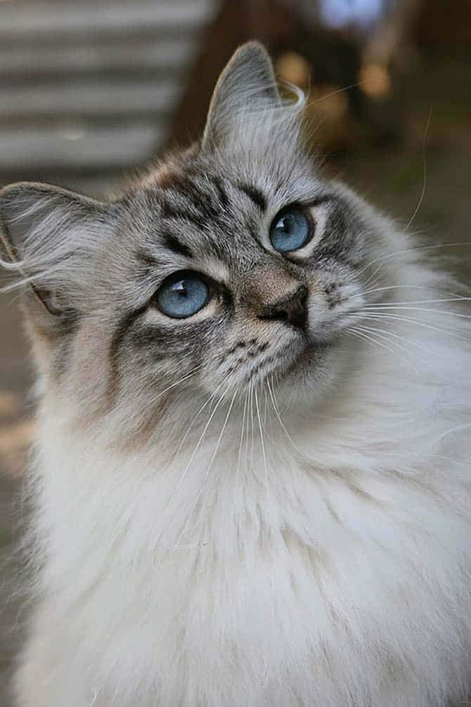 Siberian Cat 桌布 壁紙 — 一隻毛茸茸嘅灰色虎斑貓嘅特寫，擁有引人注目嘅藍色眼睛，向上凝視，背景柔和失焦。