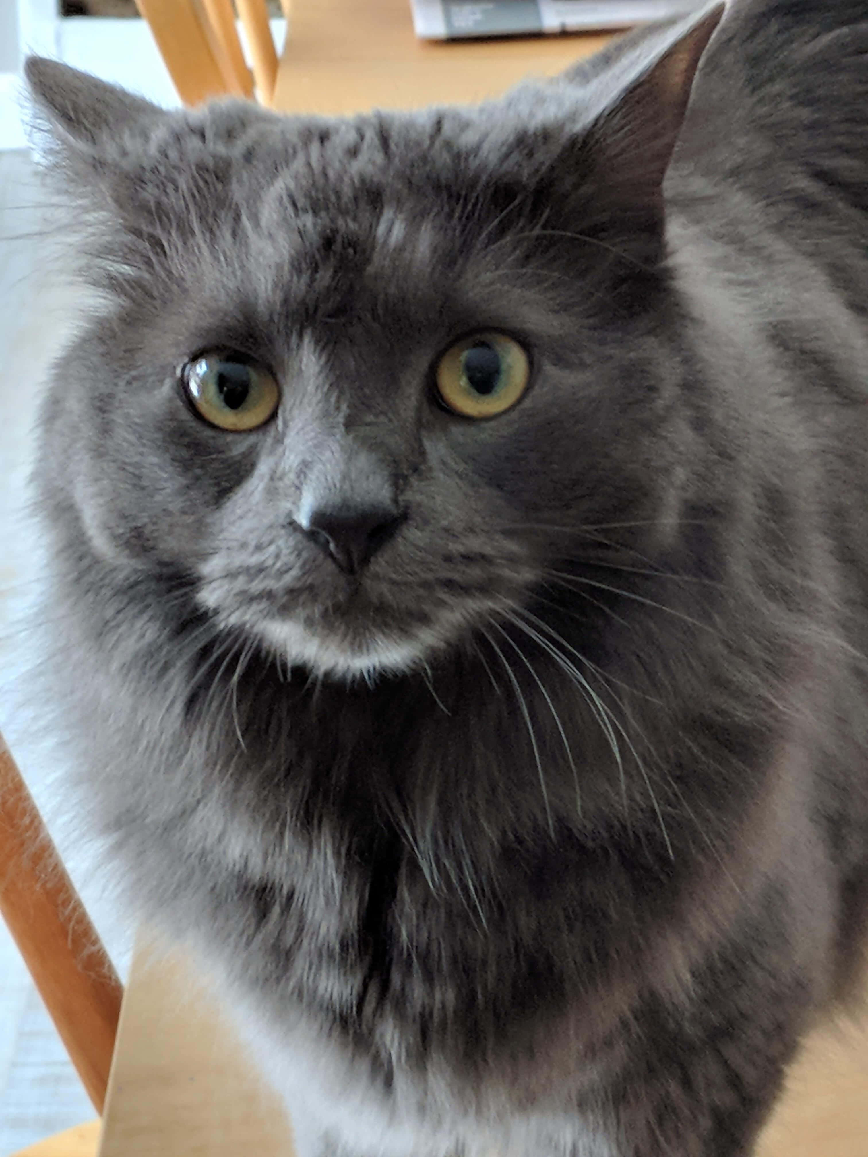 Nebelung 桌布 壁紙 — 一隻毛茸茸嘅灰色貓咪，擁有引人注目嘅黃色眼睛，專注咁望住鏡頭嘅特寫。