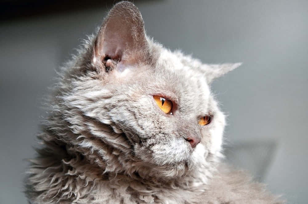 Selkirk Rex 桌布 壁紙 — 一隻毛茸茸嘅灰色貓咪，有搶眼嘅橙色眼睛，喺柔和灰色背景前若有所思咁凝視嘅特寫。