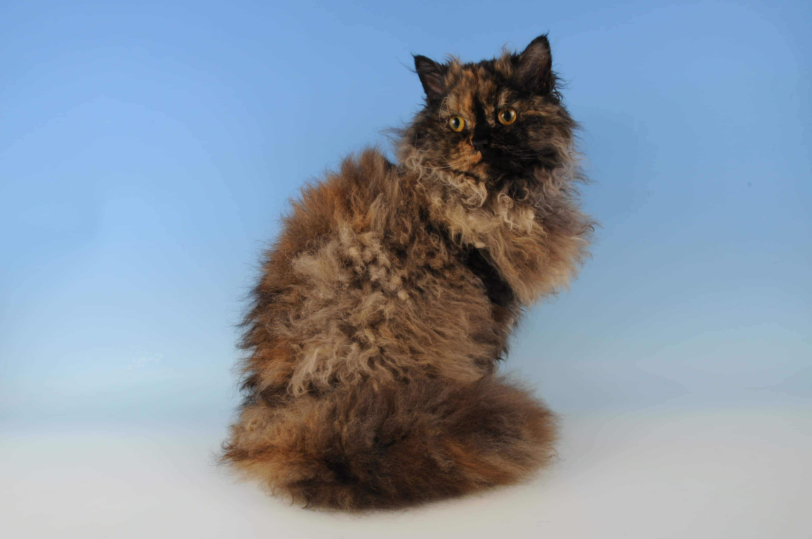 Selkirk Rex 桌布 壁紙 — 一隻毛茸茸嘅玳瑁貓，擁有捲曲毛髮，優雅咁坐喺柔和藍色漸變背景前。