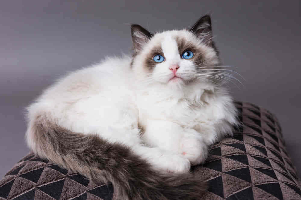 Ragdoll 桌布 壁紙 — 一隻毛茸茸嘅白色同灰色貓，有搶眼嘅藍色眼睛，威風凜凜咁躺喺幾何圖案嘅咕𠱸上，背景係柔和嘅灰色。