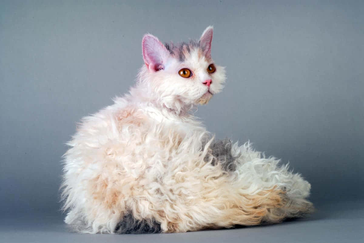 Selkirk Rex 桌布 壁紙 — 一隻毛茸茸嘅白色同灰色貓，有搶眼嘅橙色眼睛，坐喺柔和嘅灰色背景前面。