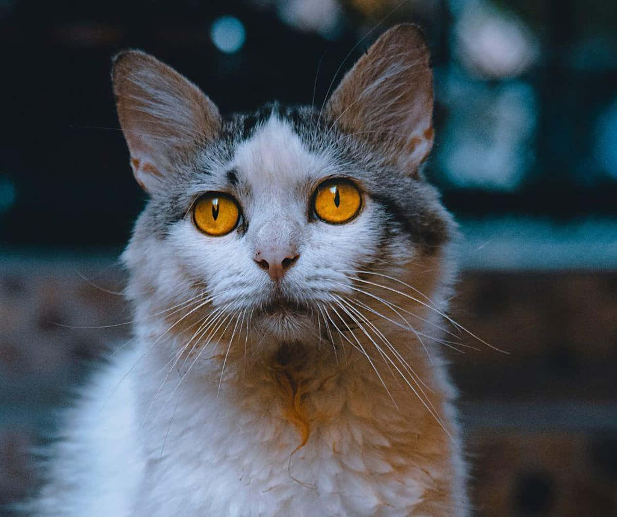 Beautiful Cats 桌布 壁紙 — 一隻毛茸茸嘅白色同灰色貓咪，喺模糊嘅深色背景下，用佢搶眼嘅金色眼睛專注咁望住鏡頭嘅特寫。