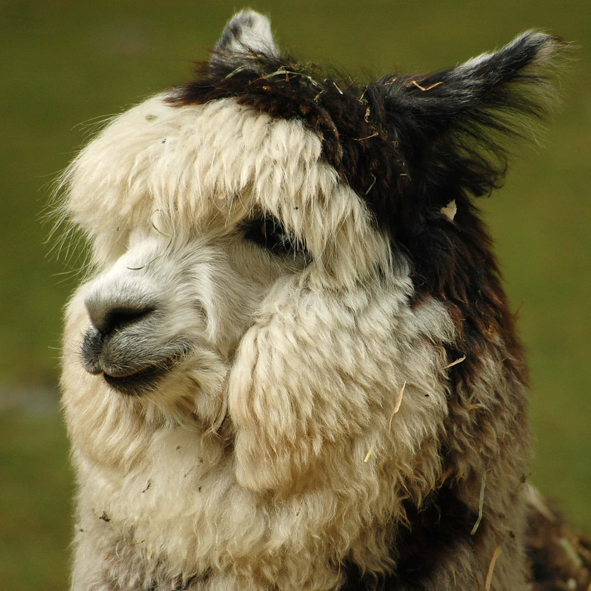 Alpaca 桌布 壁紙 — 一隻毛茸茸嘅白色同黑色羊駝將頭休息喺草地上嘅特寫。