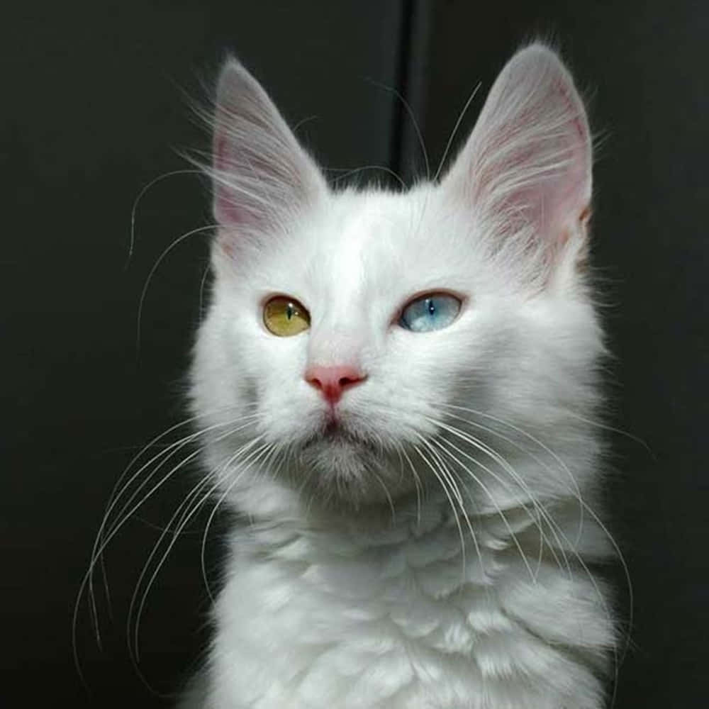 Turkish Angora 桌布 壁紙 — 一隻毛茸茸嘅白色貓咪嘅特寫，佢有對引人注目嘅異色瞳（一隻金色、一隻藍色），背景係深色。