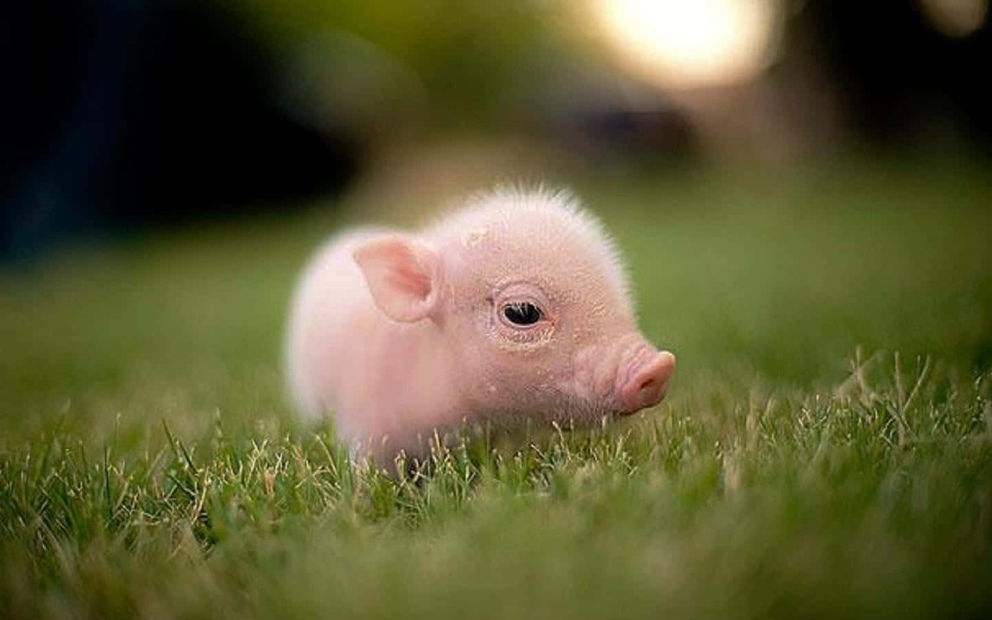 Piglet 桌布 壁紙 — 一隻毛茸茸嘅粉紅色小豬喺溫暖嘅金色陽光下，喺充滿活力嘅綠色草地上休息。