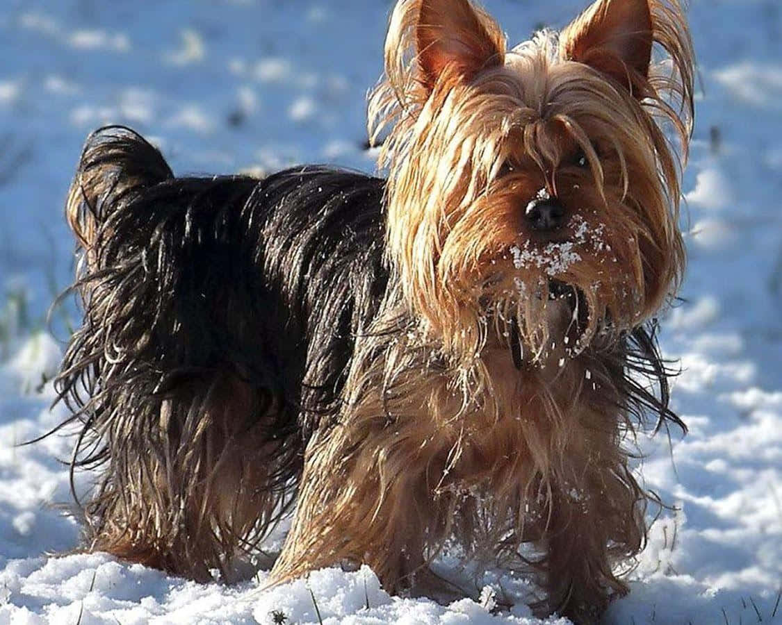 yorkie 桌布 壁紙 — 一隻毛茸茸嘅約克夏㹴，面上有雪花，喺晴朗藍天下嘅明亮雪地上警覺咁企喺度。