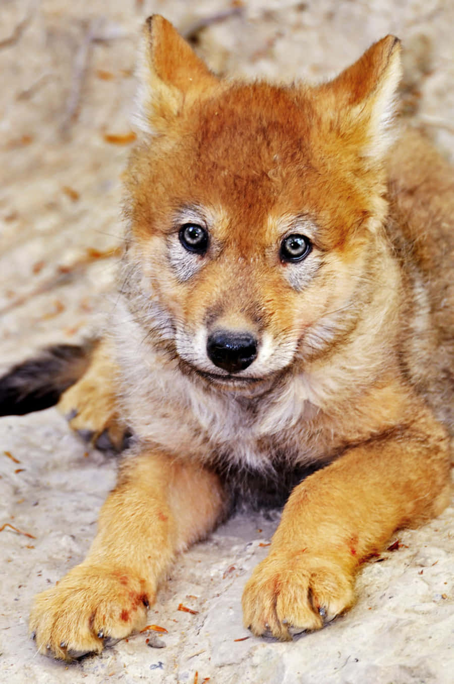 Wolf Pup 桌布 壁紙 — 一隻毛茸茸嘅紅啡色小狗，有明亮嘅眼睛，躺喺沙地上嘅特寫。
