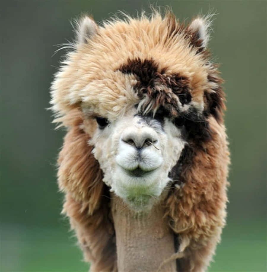 Alpaca 桌布 壁紙 — 一隻毛茸茸嘅羊駝，有亂糟糟嘅啡白色毛髮，近距離直視鏡頭。