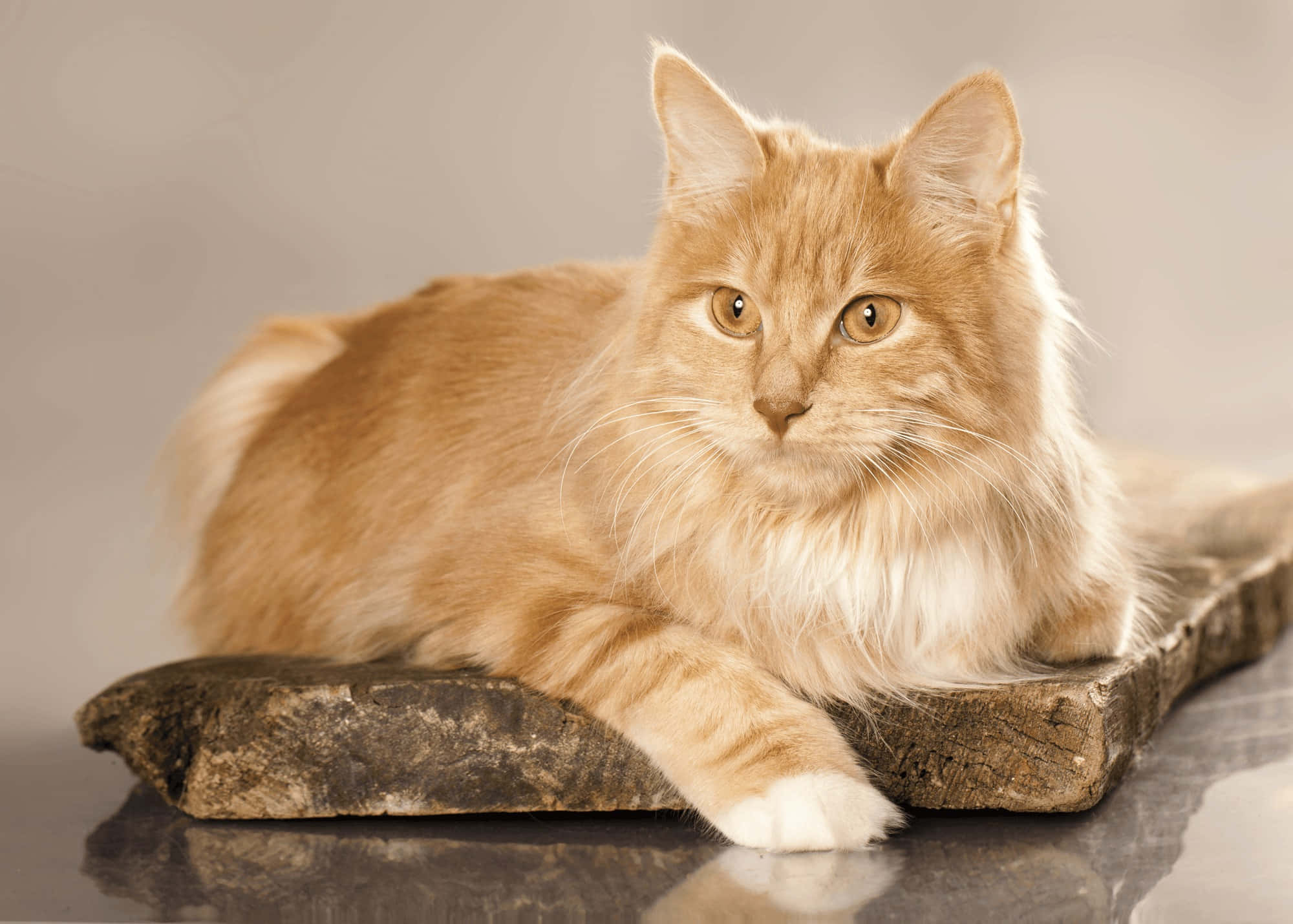 Kurilian Bobtail 桌布 壁紙 — 一隻毛茸茸嘅薑貓，擁有明亮琥珀色眼睛，喺柔軟灰色背景前，威風凜凜咁躺喺一塊風化嘅木板上。