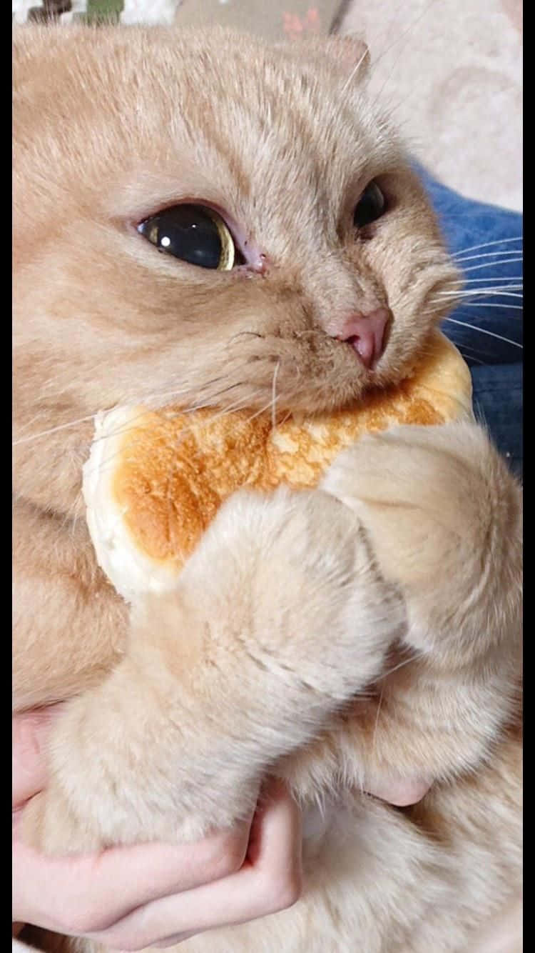 Pet Memes 桌布 壁紙 — 一隻毛茸茸嘅薑貓喺人類手中輕輕抱住一個柔軟嘅毛公仔嘅特寫。