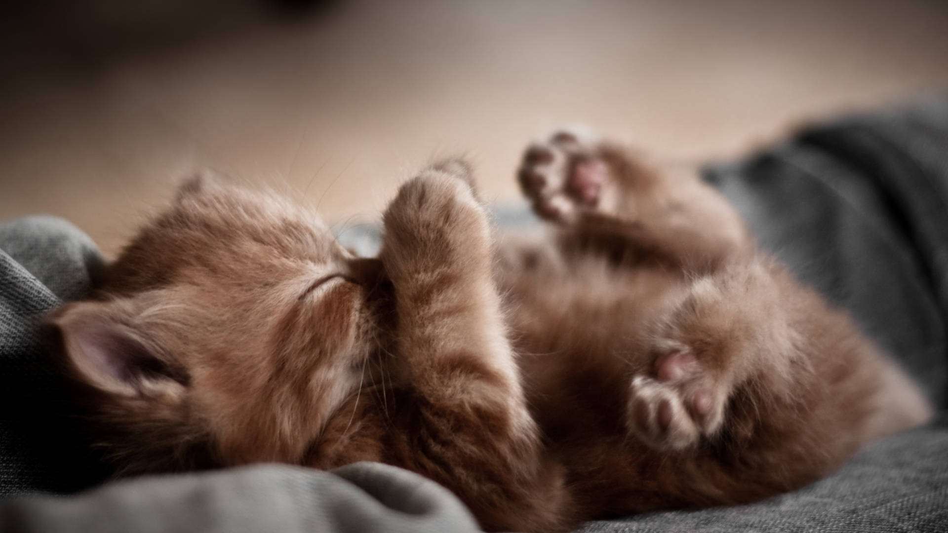 Cute Cat 桌布 壁紙 — 一隻毛茸茸嘅薑黃色小貓喺柔軟灰色布料上仰臥，舉起爪子，安詳咁瞓覺。