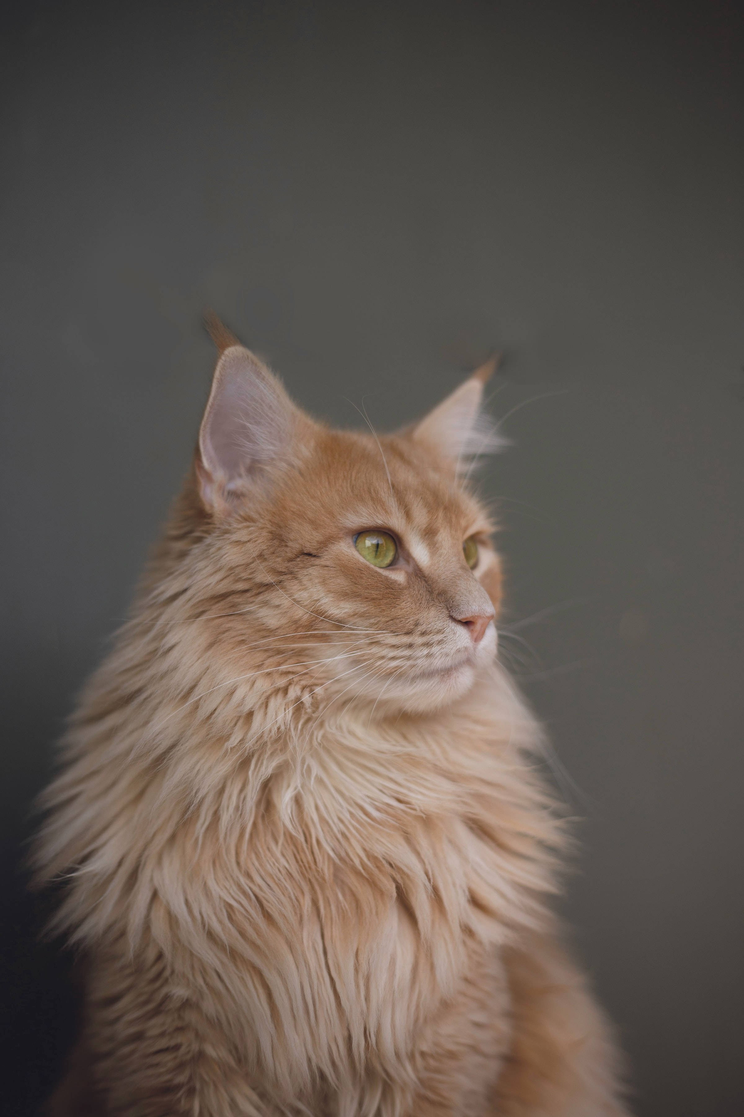 Cute Cat Aesthetic 桌布 壁紙 — 一隻毛茸茸嘅薑黃色緬因貓，擁有引人注目嘅綠色眼睛，喺柔和嘅灰色背景下若有所思咁凝視。