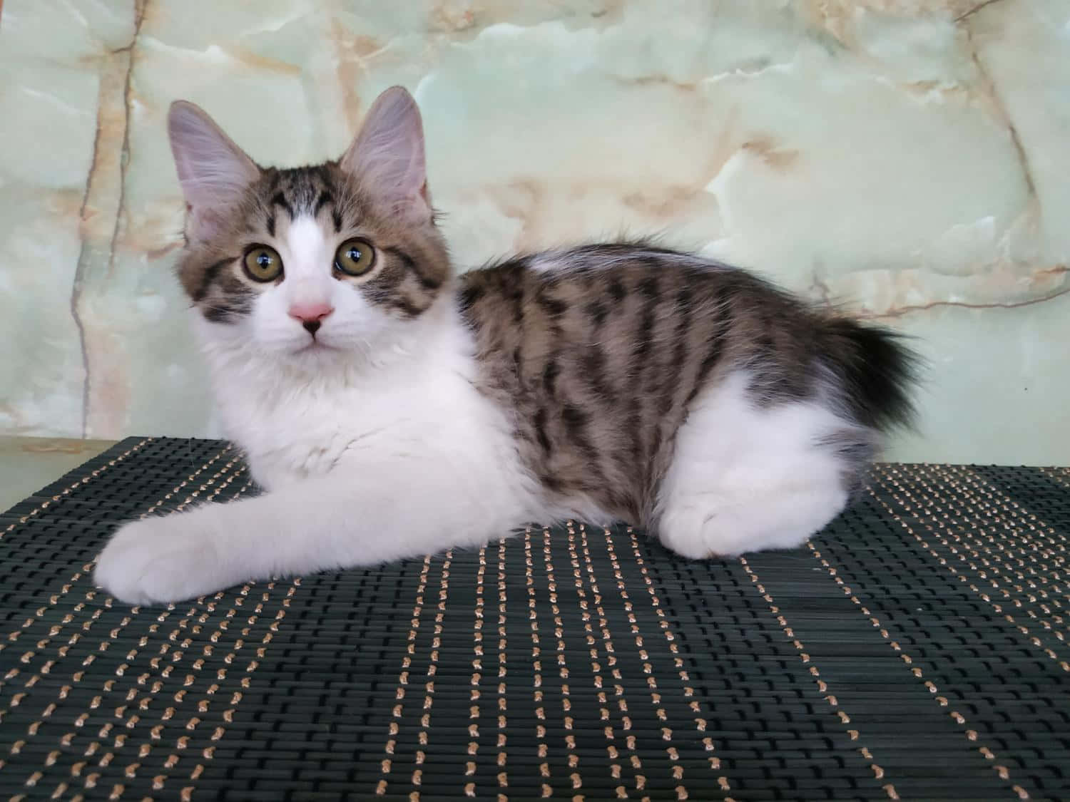 Kurilian Bobtail 桌布 壁紙 — 一隻毛茸茸嘅虎斑白色小貓，擁有大琥珀色眼睛，喺黑色編織墊上放鬆，背景係大理石牆。