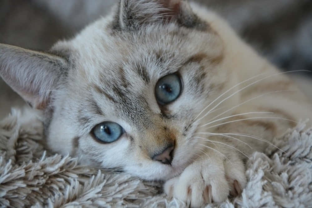 Ojos Azules Cat 桌布 壁紙 — 一隻毛茸茸嘅虎斑貓，擁有一對搶眼嘅藍色眼睛，喺柔軟有質感嘅毛氈上休息嘅特寫。