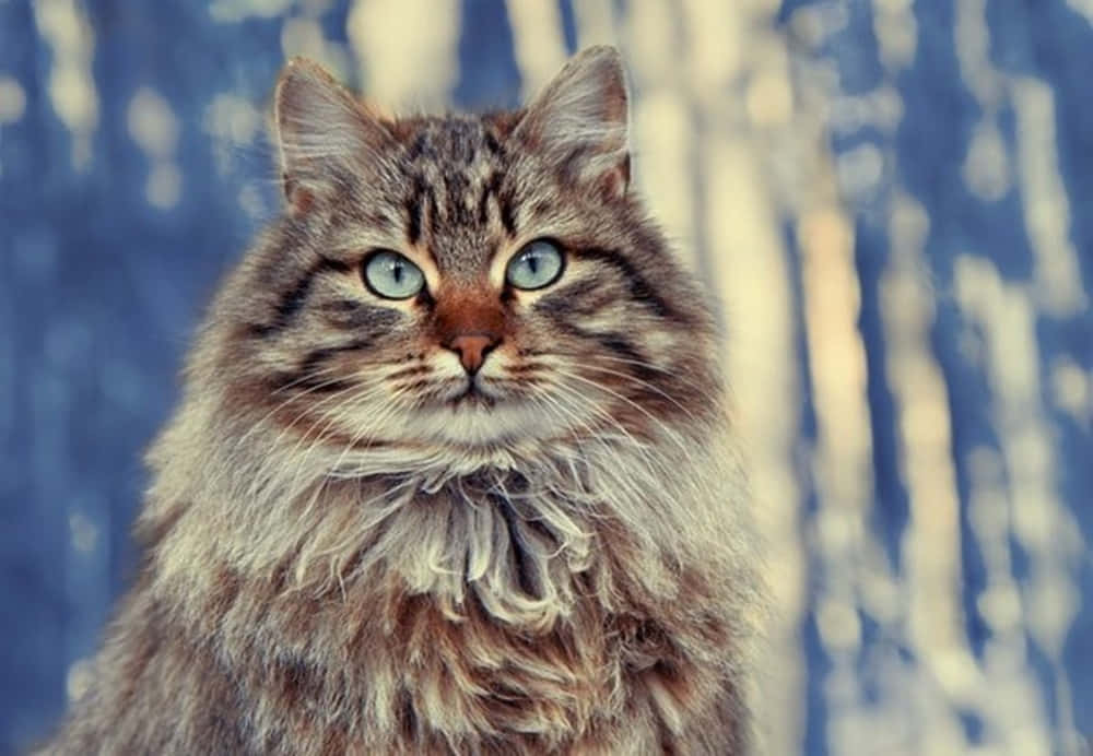 Siberian Cat 桌布 壁紙 — 一隻毛茸茸嘅虎斑貓，擁有搶眼嘅藍色眼睛，直視鏡頭，背景係模糊嘅雪森林。