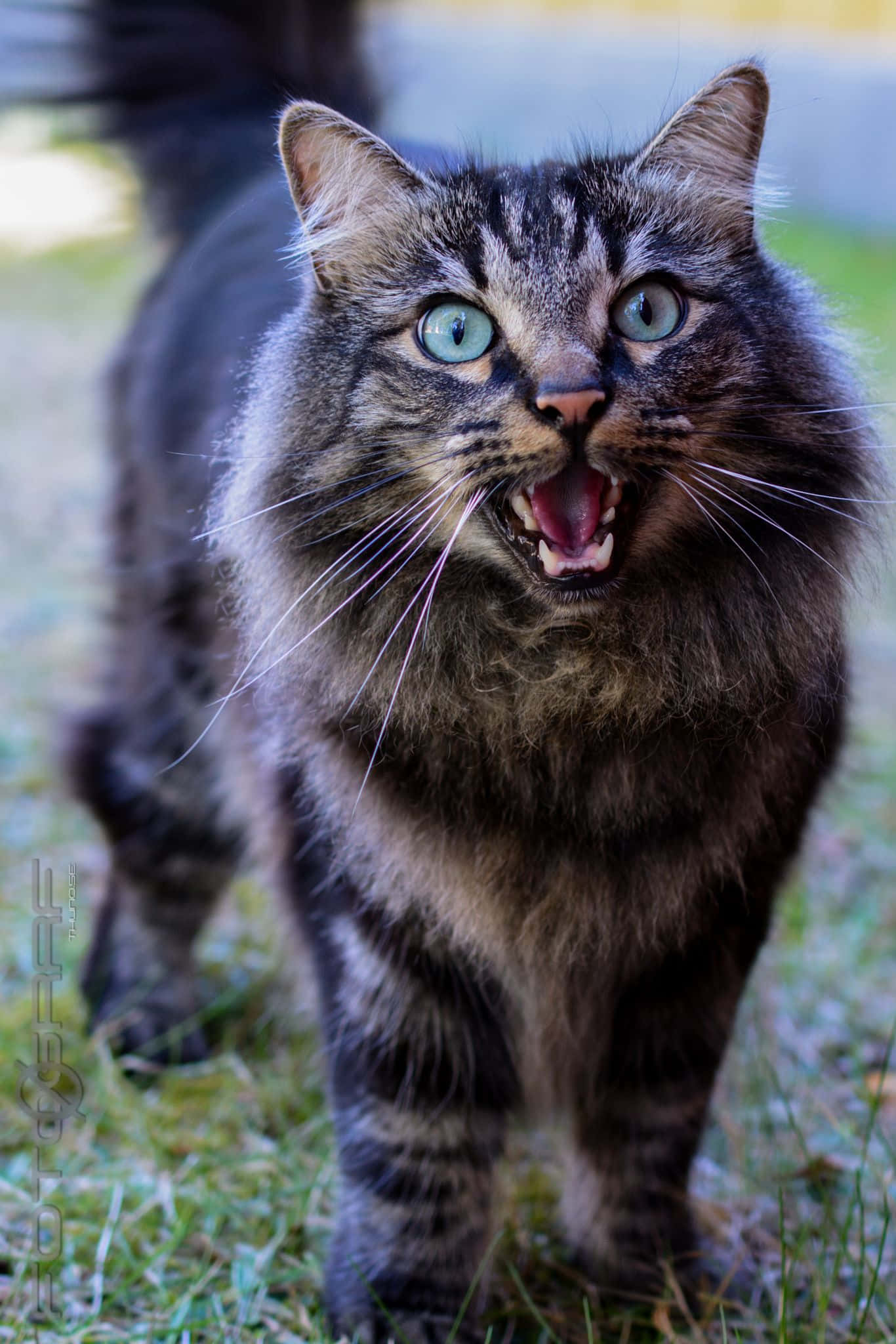 Norwegian Forest Cat 桌布 壁紙 — 一隻毛茸茸嘅虎斑貓，擁有搶眼嘅藍色眼睛，喺草地上兇狠地向鏡頭咆哮。