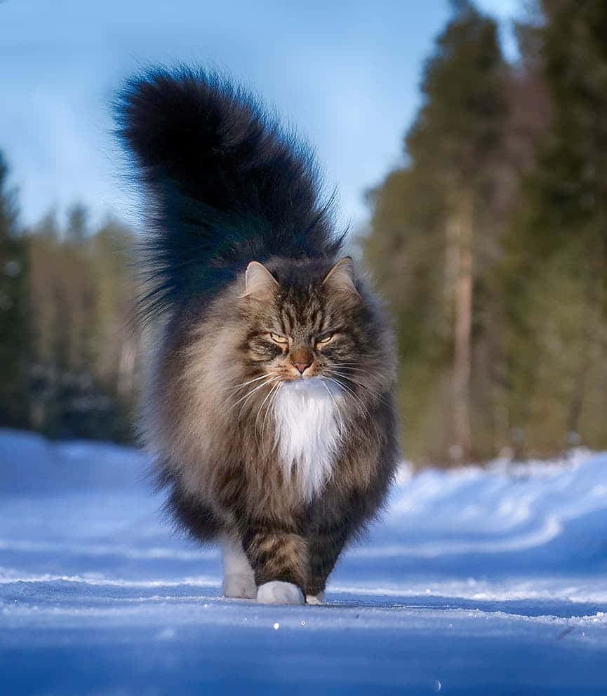 Norwegian Forest Cat 桌布 壁紙 — 一隻毛茸茸嘅虎斑貓，有一條蓬鬆嘅尾巴，喺晴朗藍天下自信咁行過白雪覆蓋嘅森林空地。