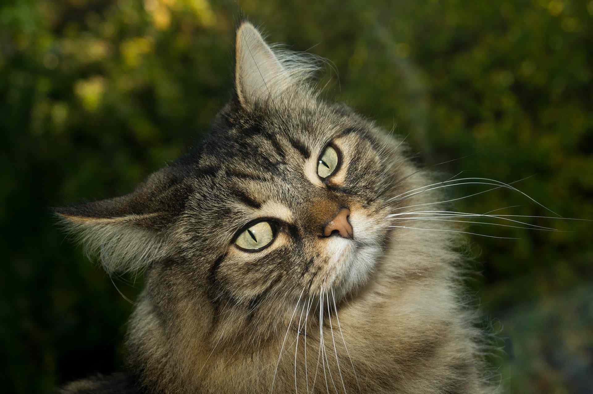 Norwegian Forest Cat 桌布 壁紙 — 一隻毛茸茸嘅虎斑貓，有對搶眼嘅綠色眼睛，喺柔和模糊嘅綠色樹葉背景下向上望。