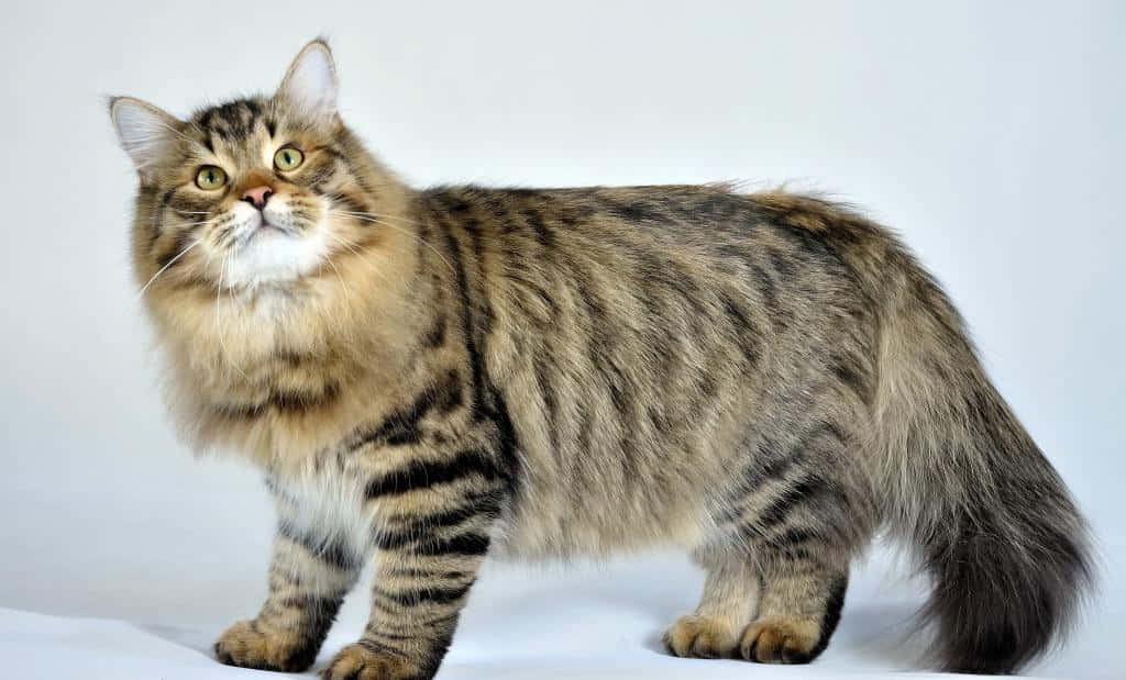 Siberian Cat 桌布 壁紙 — 一隻毛茸茸嘅虎斑貓，有搶眼嘅綠色眼睛，企喺純白色背景前面保持警覺。