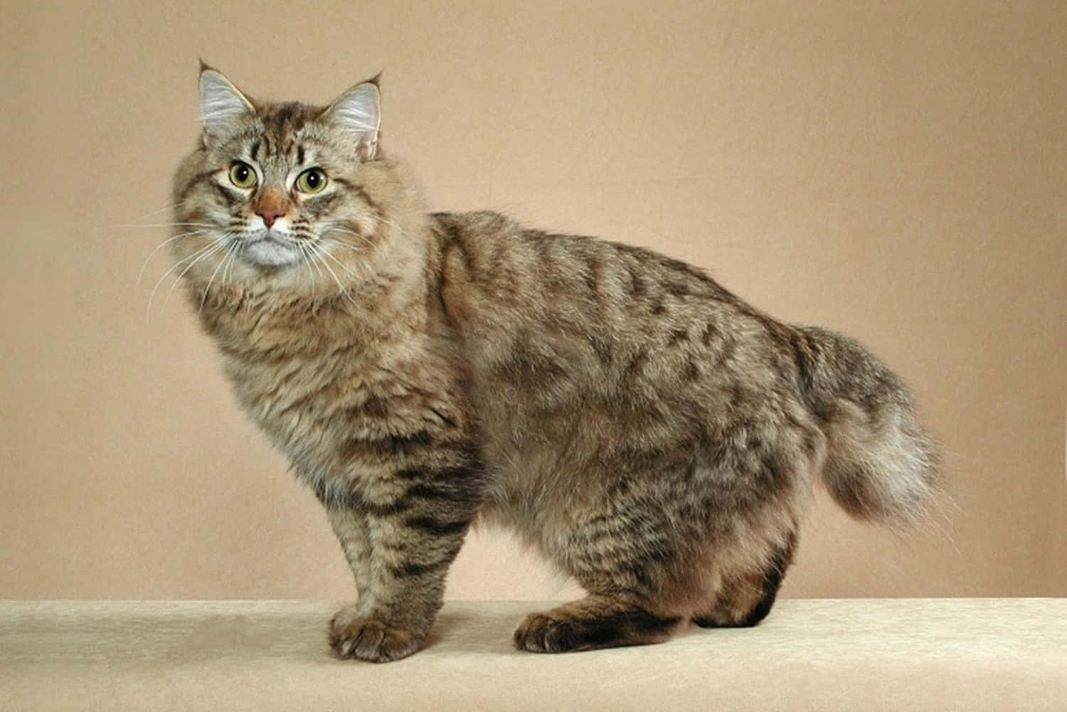 American Bobtail 桌布 壁紙 — 一隻毛茸茸嘅虎斑貓，有搶眼嘅綠色眼睛，企喺米色表面，背景係相配嘅純色背景。