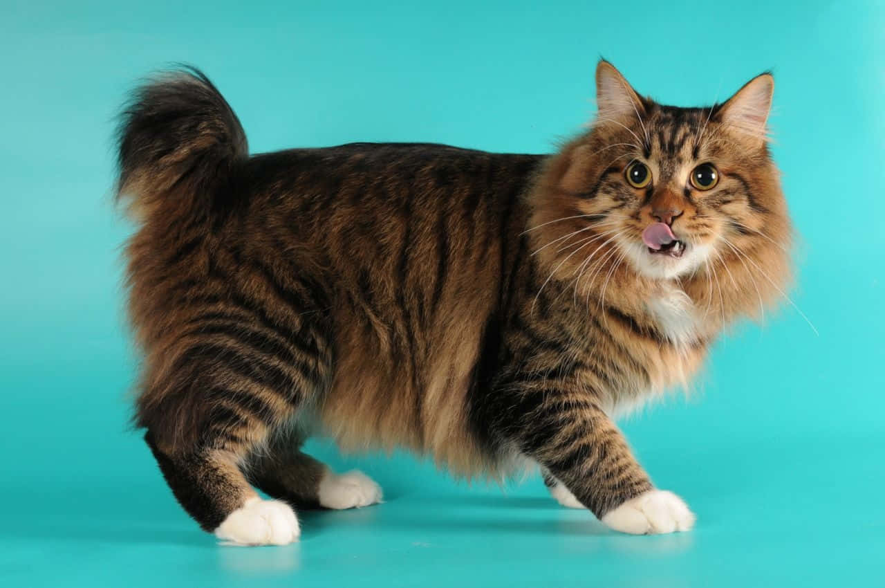American Bobtail 桌布 壁紙 — 一隻毛茸茸嘅虎斑貓，有白色腳仔同蓬鬆尾巴，企喺鮮豔嘅青綠色背景前警覺咁望住，條脷少少伸出嚟。