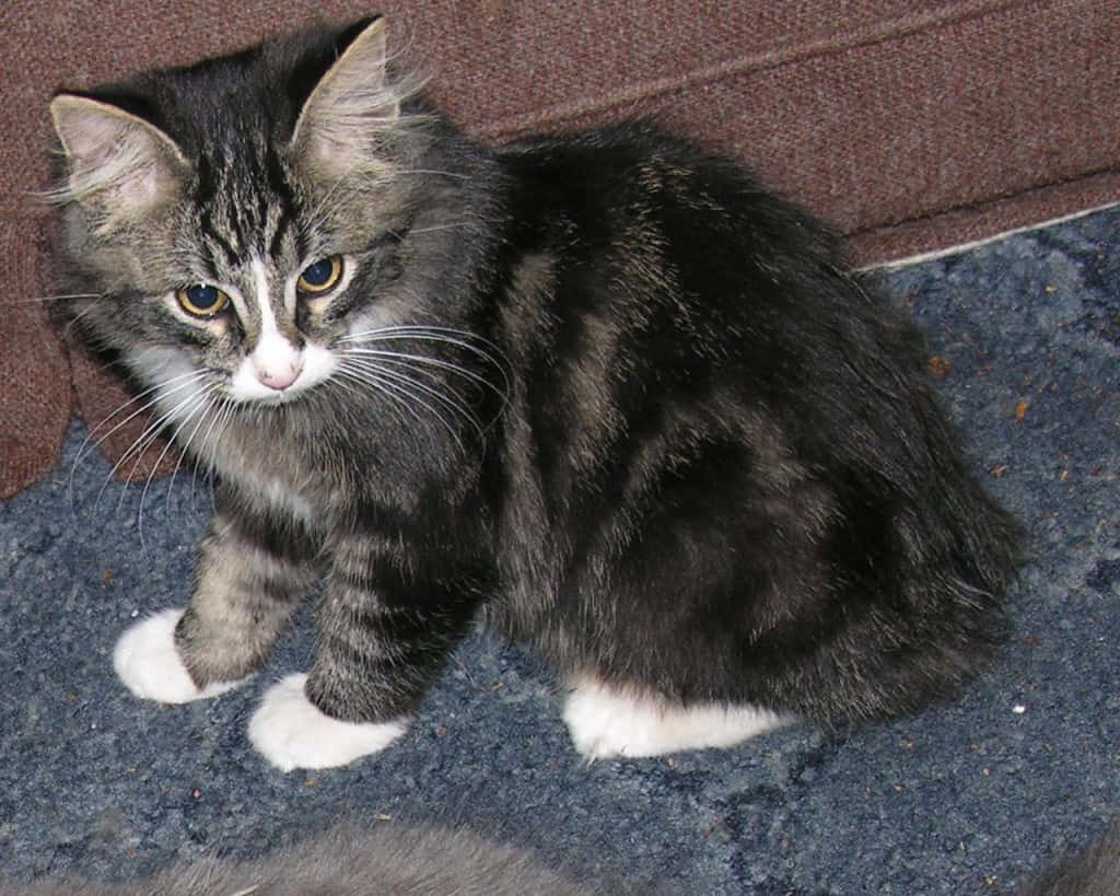 Manx Cat 桌布 壁紙 — 一隻毛茸茸嘅虎斑貓，白色腳仔，警覺咁坐喺藍色地毯上，旁邊係一張啡色梳化。