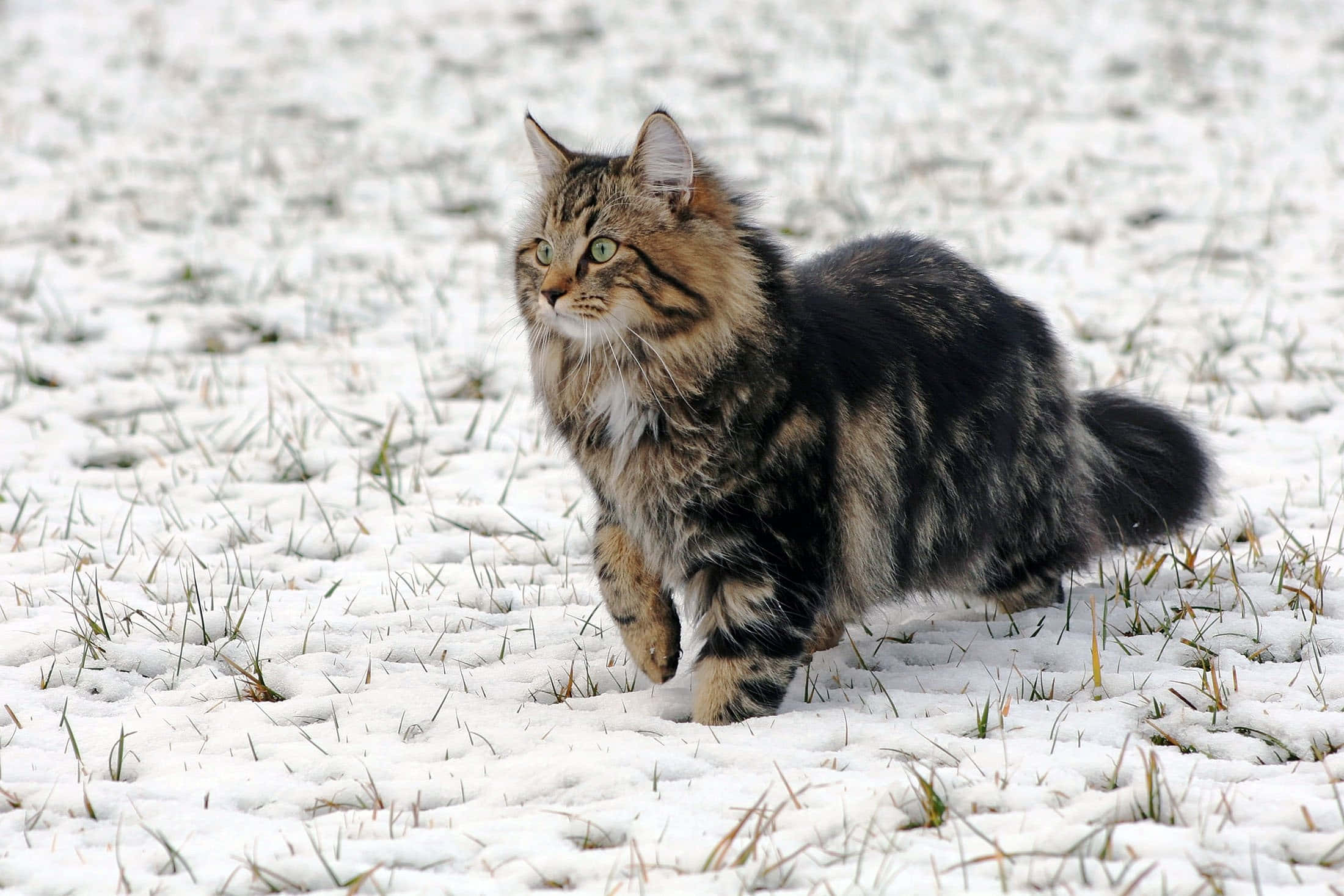 Beautiful Cats 桌布 壁紙 — 一隻毛茸茸嘅虎斑貓，綠色眼睛，行過一片積雪嘅田野，有稀疏嘅草。