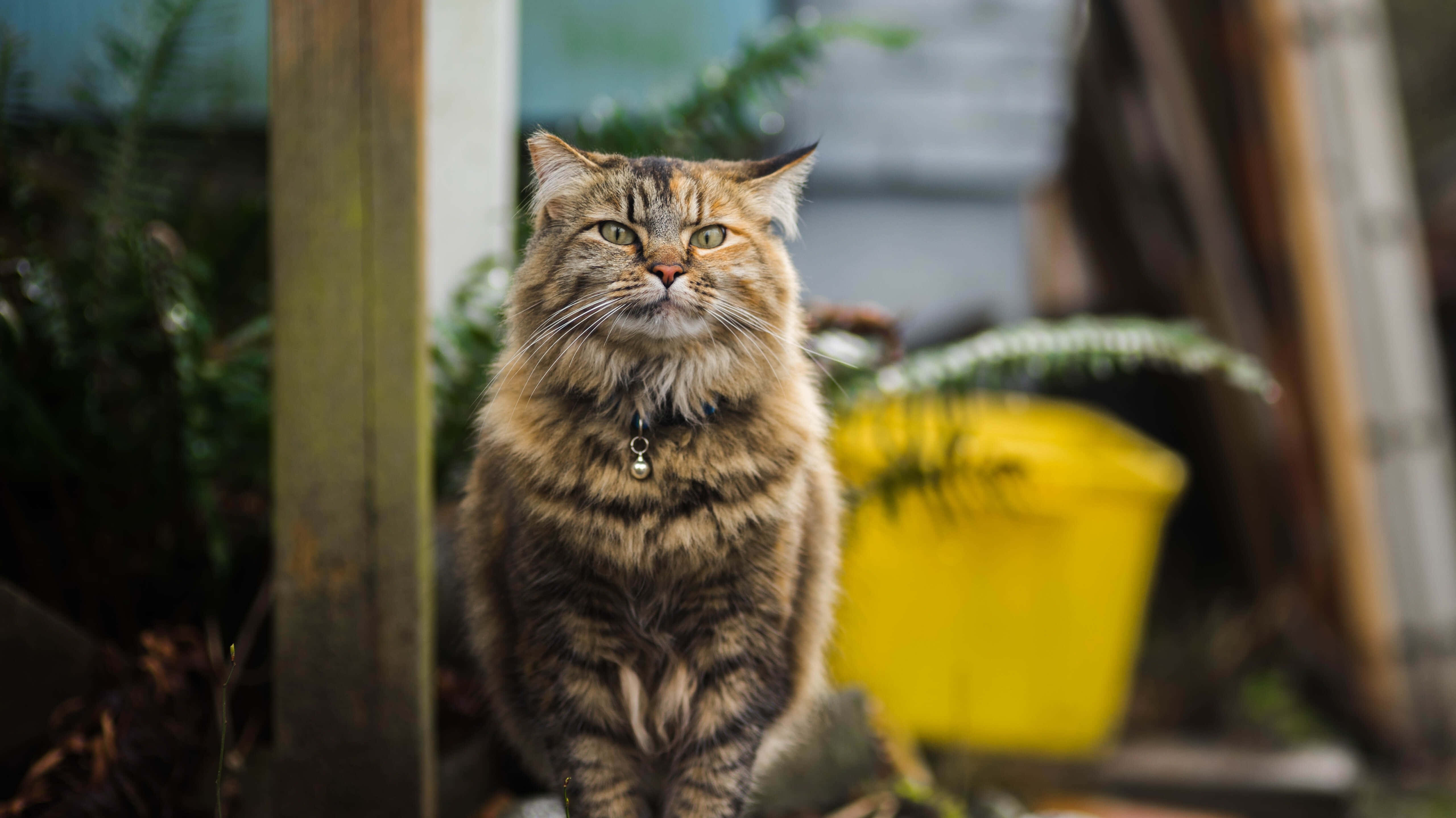 Tabby Cat 桌布 壁紙 — 一隻毛茸茸嘅虎斑貓，綠色眼睛，警覺咁坐喺戶外，附近有個黃色水桶同木柱。